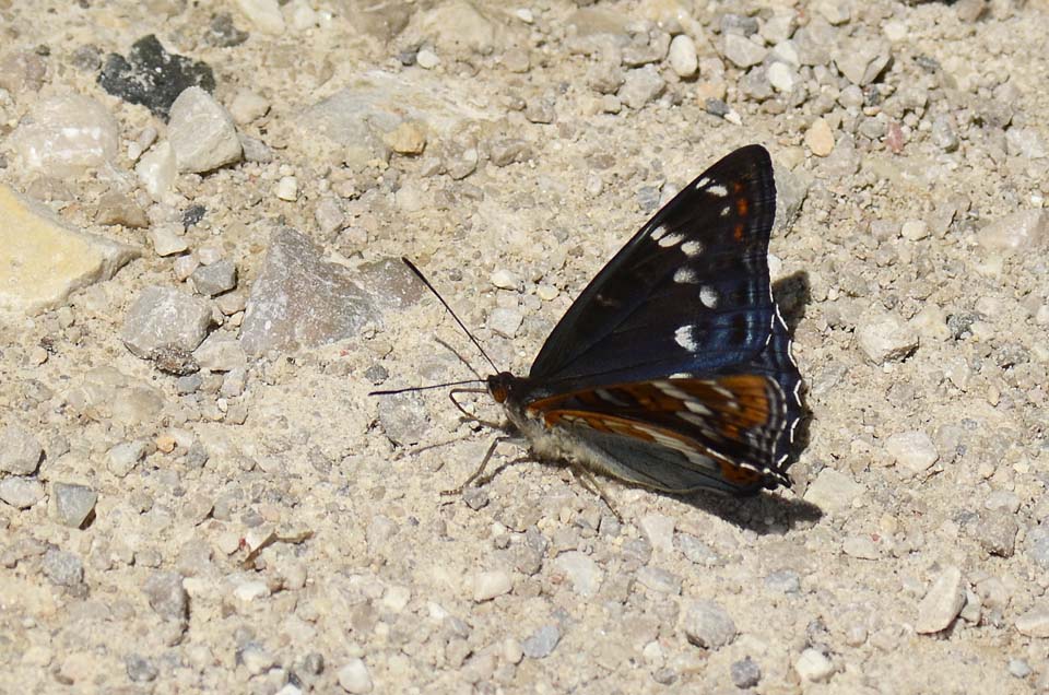 Emozione.... Limenitis populi